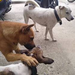 Dauer-Hostel-Bewohner