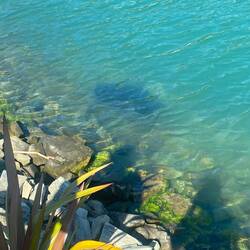 Rochen vom Steg aus beochtet