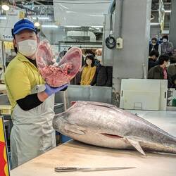 丸ごとマグロ a perdu la tête