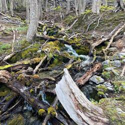 Die Wälder sind wie überall nicht "aufgeräumt".