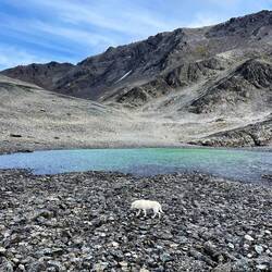 Lagune mit Hund