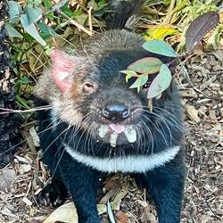 Le fameux diable de Tasmanie
