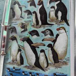 The penguins 🐧😍