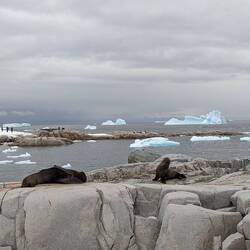 Fur seals at Portal Point