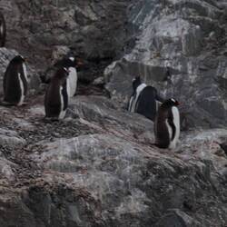 Gentoo Penguins molting