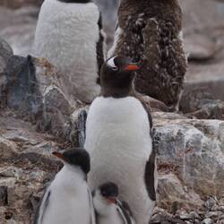 Gentoo Penguins at Juglar Point