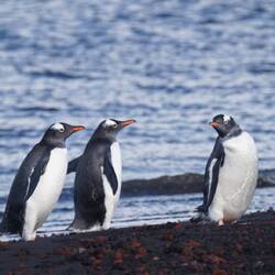 More Gentoo Penguins