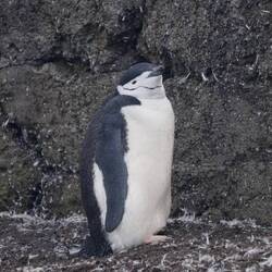 Chinstrap Penguin!!