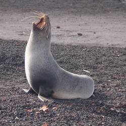 Antarctic fur seal 🦭