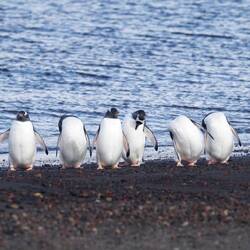Gentoo Penguins