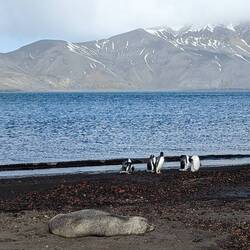 Gentoo Penguins 🐧
