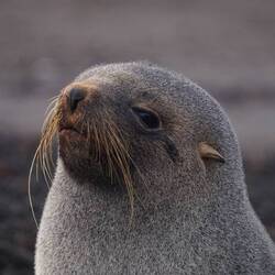 Antarctic fur seal