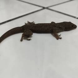 Friedlicher Geselle im Badezimmer