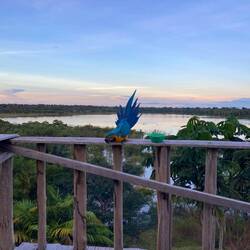 Laura, der Ara wurde aus Gefangenschaft freigekauft