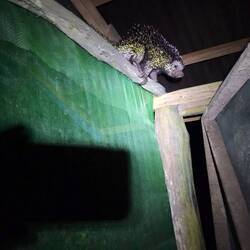 New world Stacheltier 😊