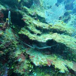 Die Hummer verstecken sich meisten gut🦞