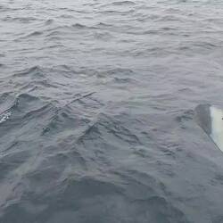 Delfineeee!!!! So süß, wie sie spielen :)