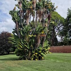 Eine Riesenstrelizie