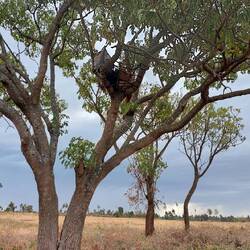 Hochstand für den Nachtwächter