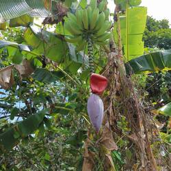 Bananenblumen 🍌🍌