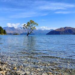 Der berühmte Baum Wanakas, der aus dem Wasser hoch wächst. 'The Wanaka tree'