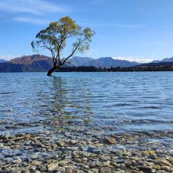 Sein verwinkelter Stamm ragt aus dem Lake Wanaka empor und spiegelt sich auf der Wasseroberfläche.