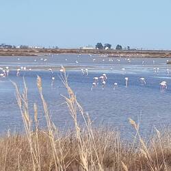 Flamingos empfangen uns...