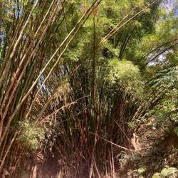 Bambus ist eher eine Plage und häufig über 20m hoch