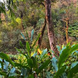 Kardamon Felder im Dschungel Sapas