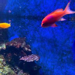 Cairns aquarium