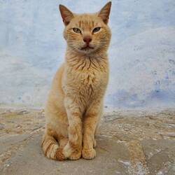An pose worthy of Instagram in Chefchaouen. Must be a Millennial