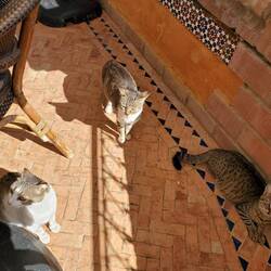 These three are looking for chow in Chaouen