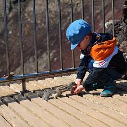 Wir treffen viele Atlashörnchen.