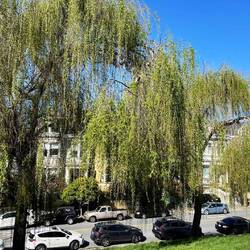 Beautiful willow trees