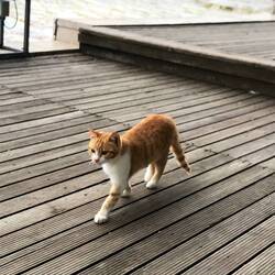 Ich musste diese süße Katze fotografieren