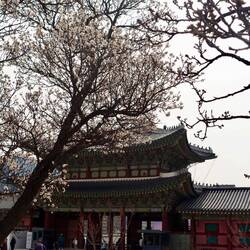 Cherry blossom just breaking