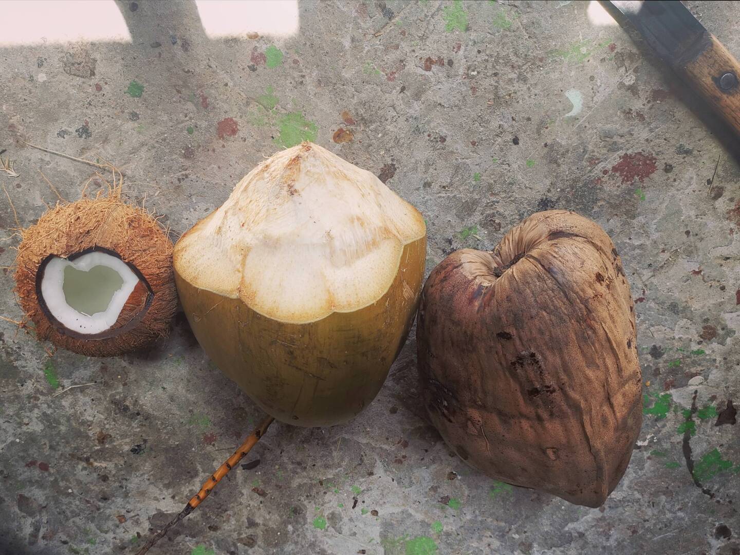 In der Mitte: Waternut da neben Coconut einmal aufgeschlagen und einmal in der Schale.