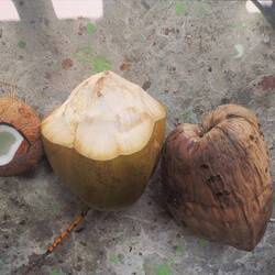 In der Mitte: Waternut da neben Coconut einmal aufgeschlagen und einmal in der Schale.