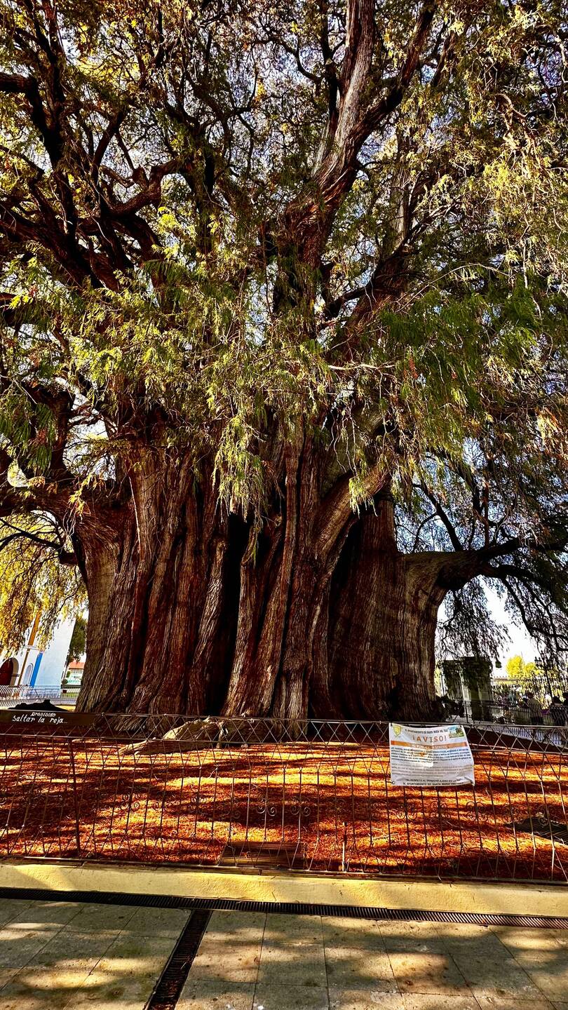 Arbol del Tule: dickster (14,05m Durchmesser) und schwerster Baum drr Welt