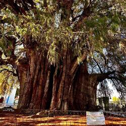 Arbol del Tule: dickster (14,05m Durchmesser) und schwerster Baum drr Welt