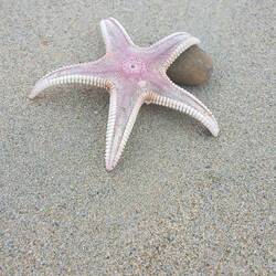 So leer, da findet man sogar Seesterne am Strand