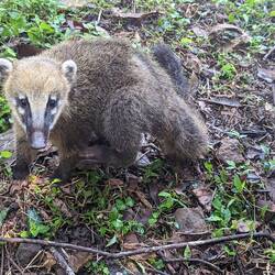 Coati 😍