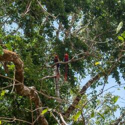 Scarlet Macaws 😍
