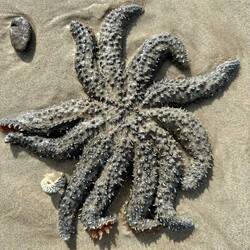 Massive spiky starfish