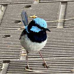 Cute birdy