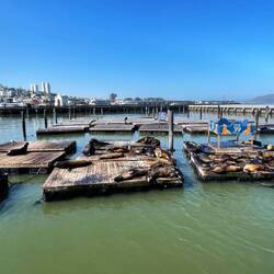 Saying goodbye to the sea lions