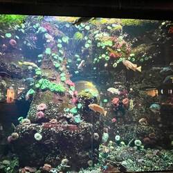 An aquarium at the Vancouver Airport