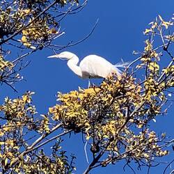 Snowy white egret birds