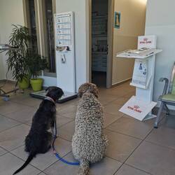 Die Torfköppe beim Tierarzt