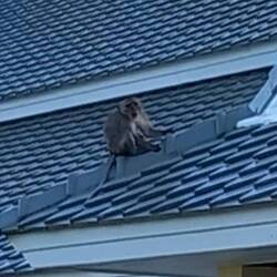 Monkey business!